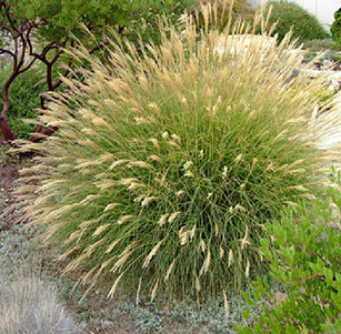 Ornamental Grasses